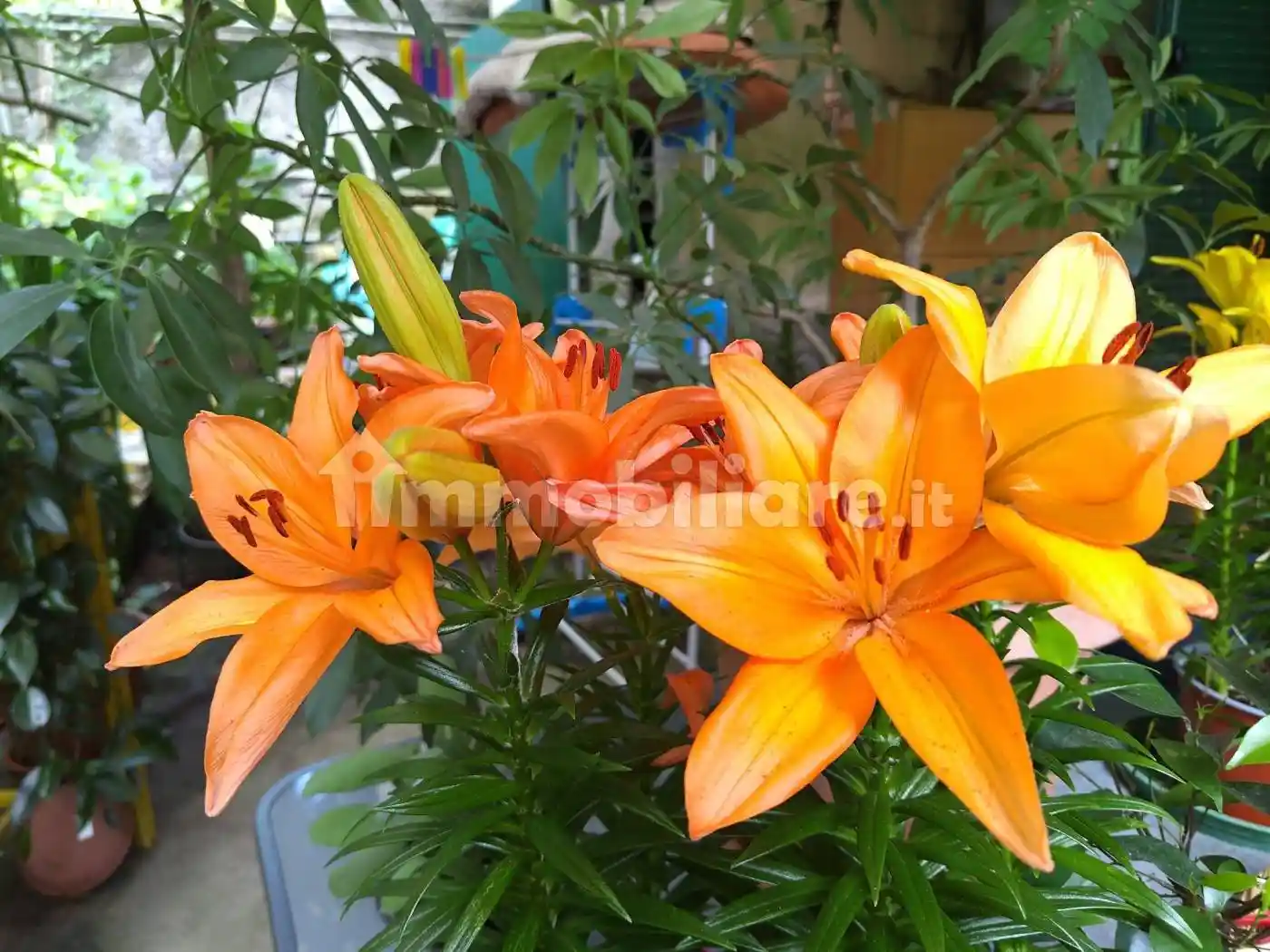 Appartamento in vendita a Sassello