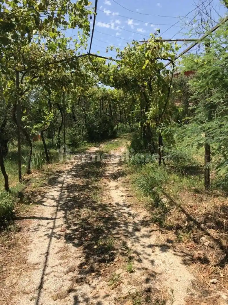 Rustico - Casale in vendita a Filacciano