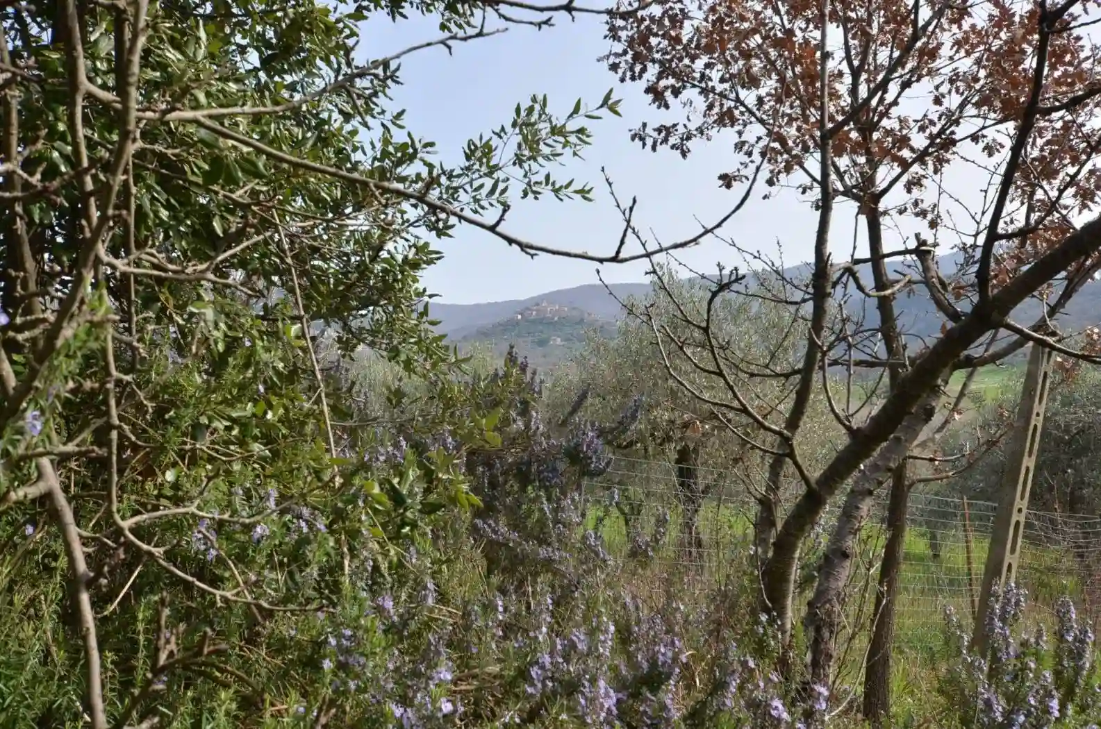 Rustico - Casale - foto 3