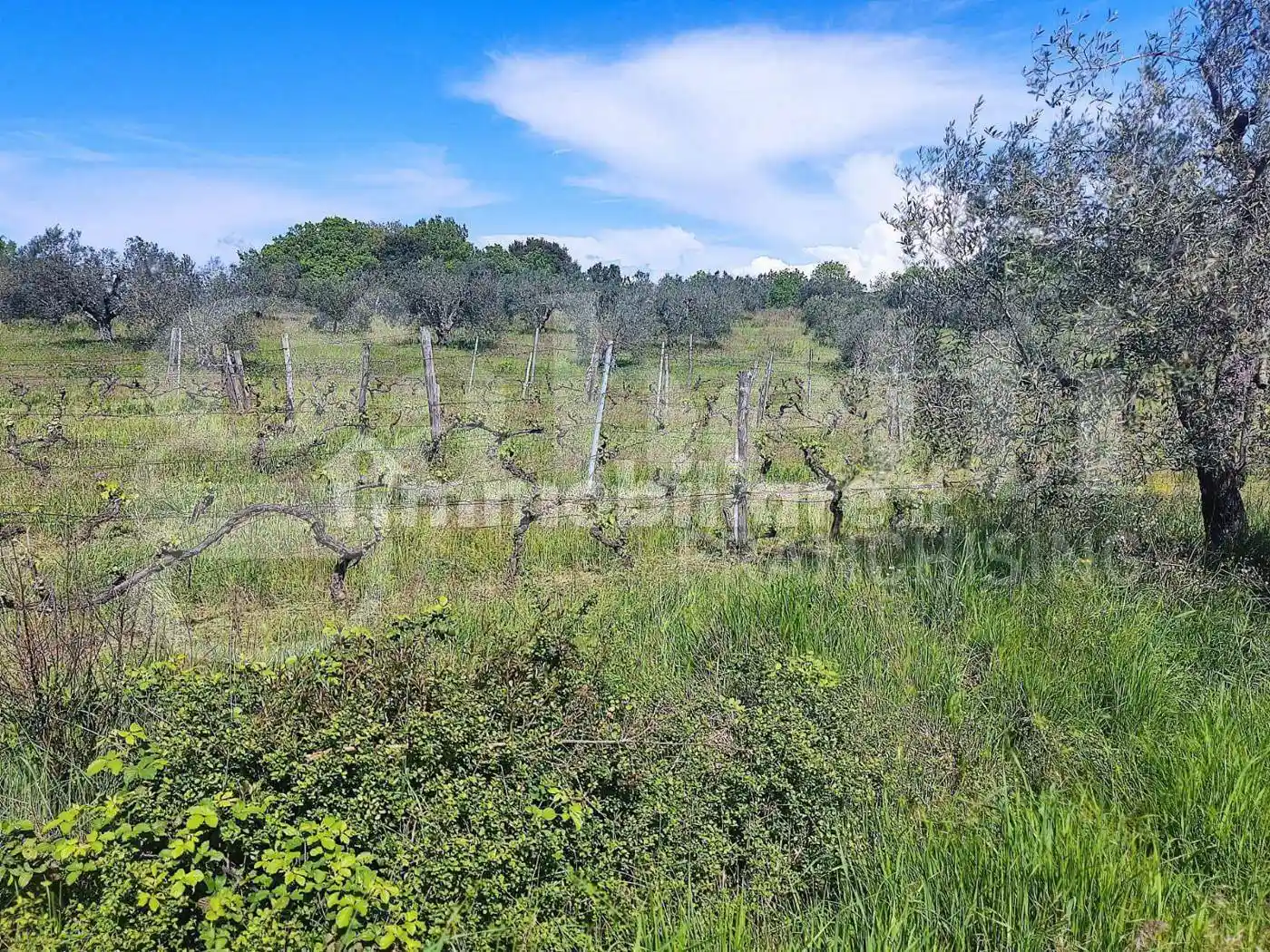 Rustico - Casale in vendita a Massa Marittima