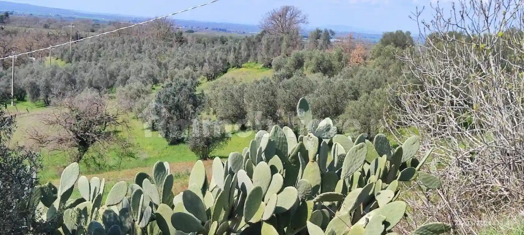 Palazzo - Edificio - foto 5