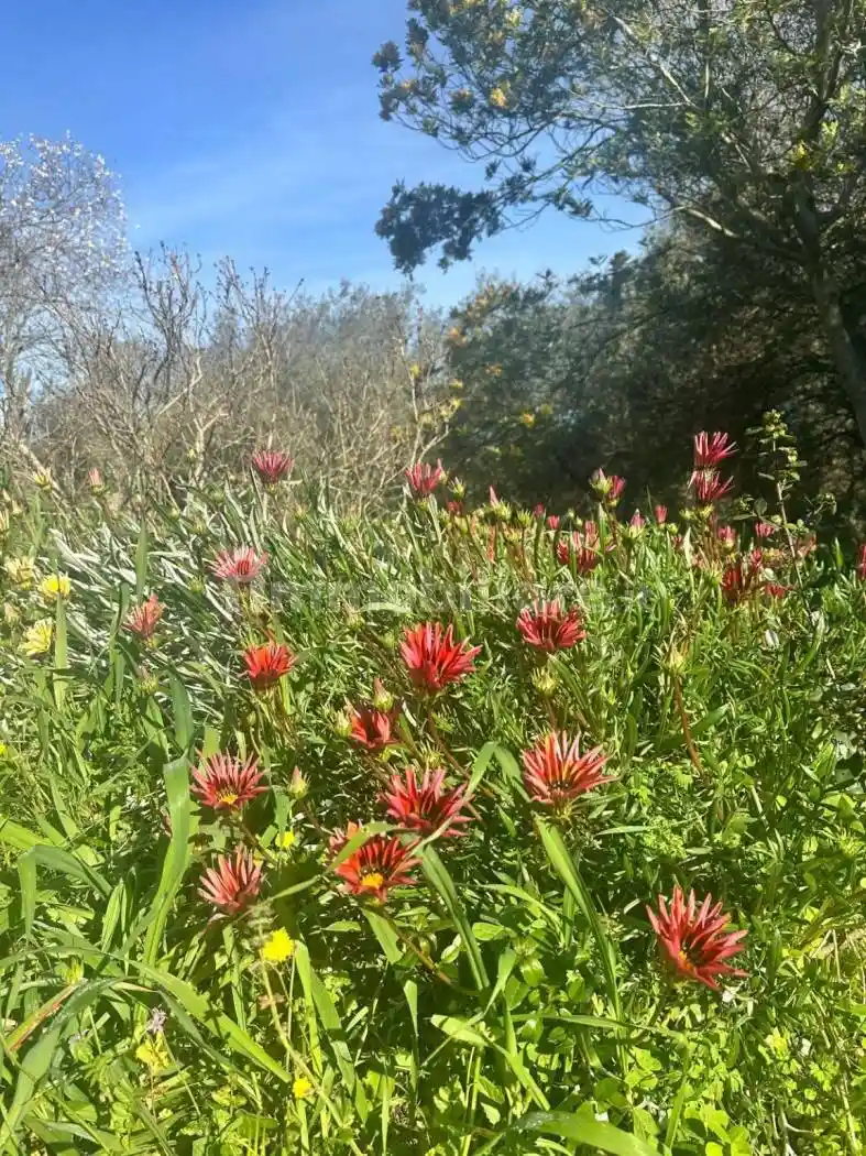 Rustico - Casale in vendita a Sassari
