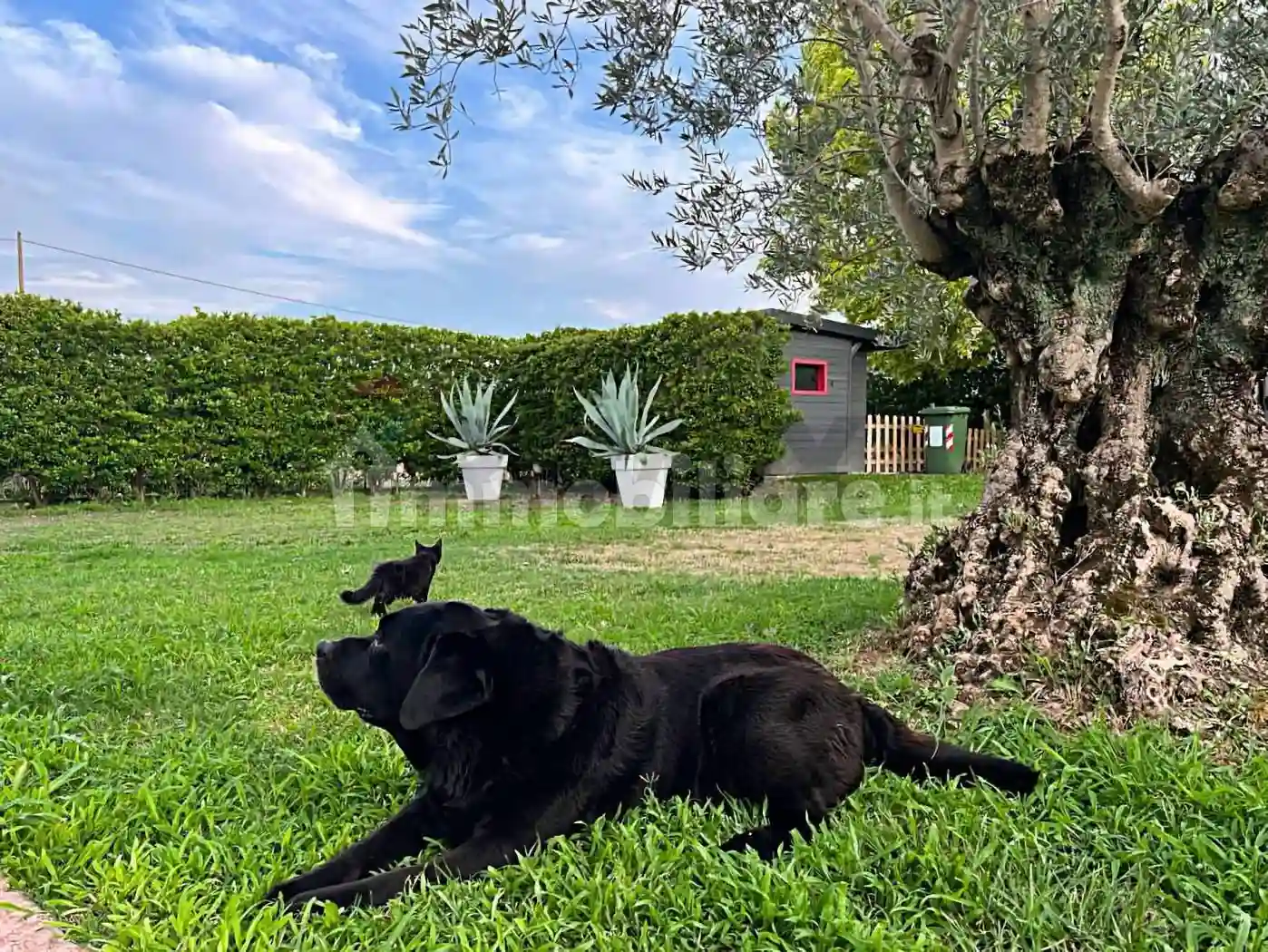 Villa - foto 3