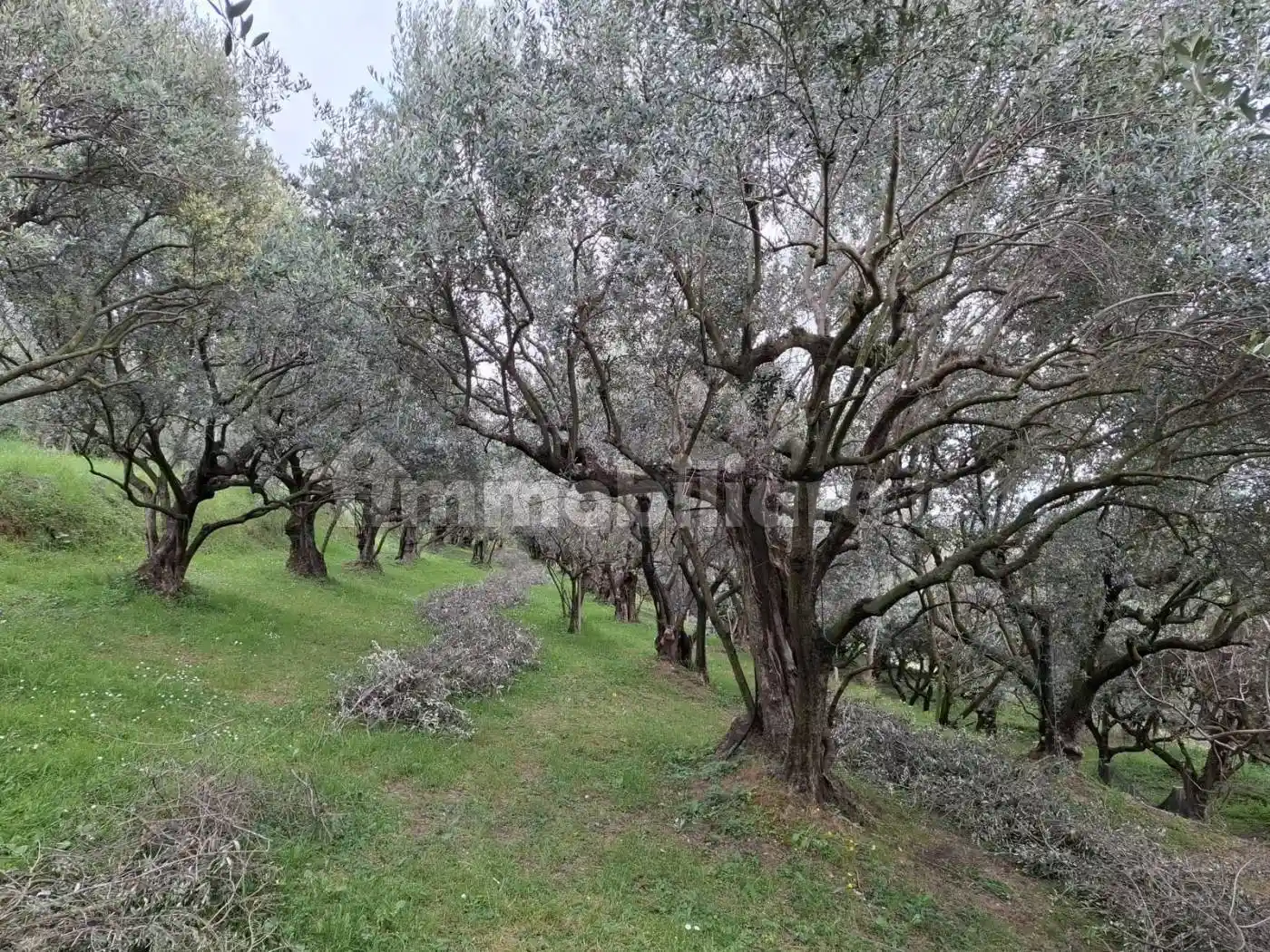 Rustico - Casale in vendita a Illasi