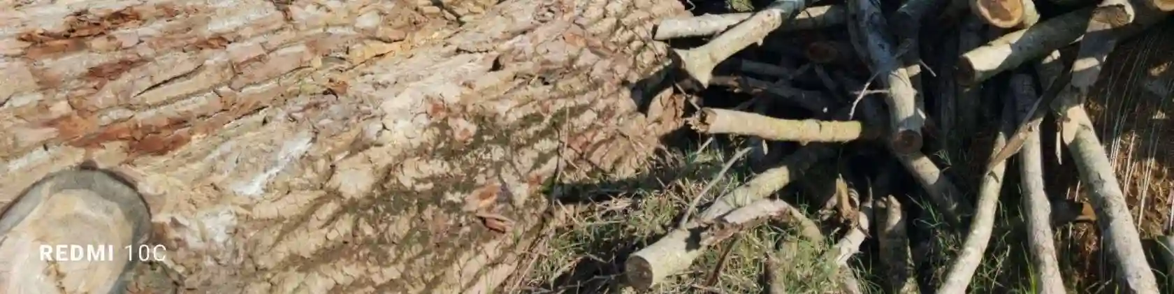 Palazzo - Stabile - foto 3