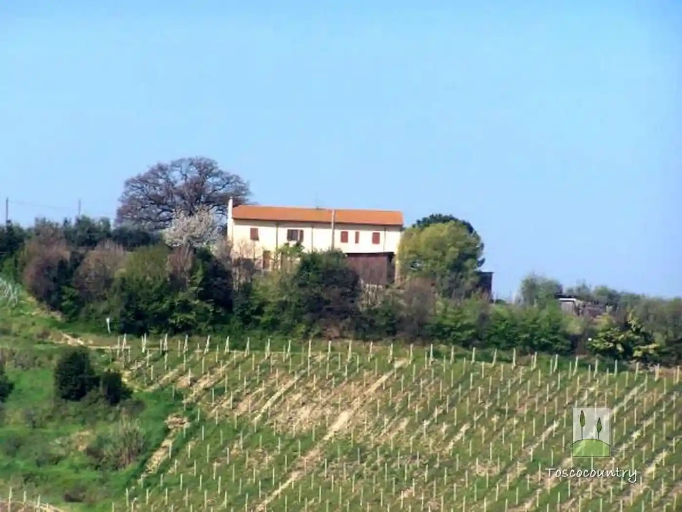 Rustico - Casale in vendita a Terricciola