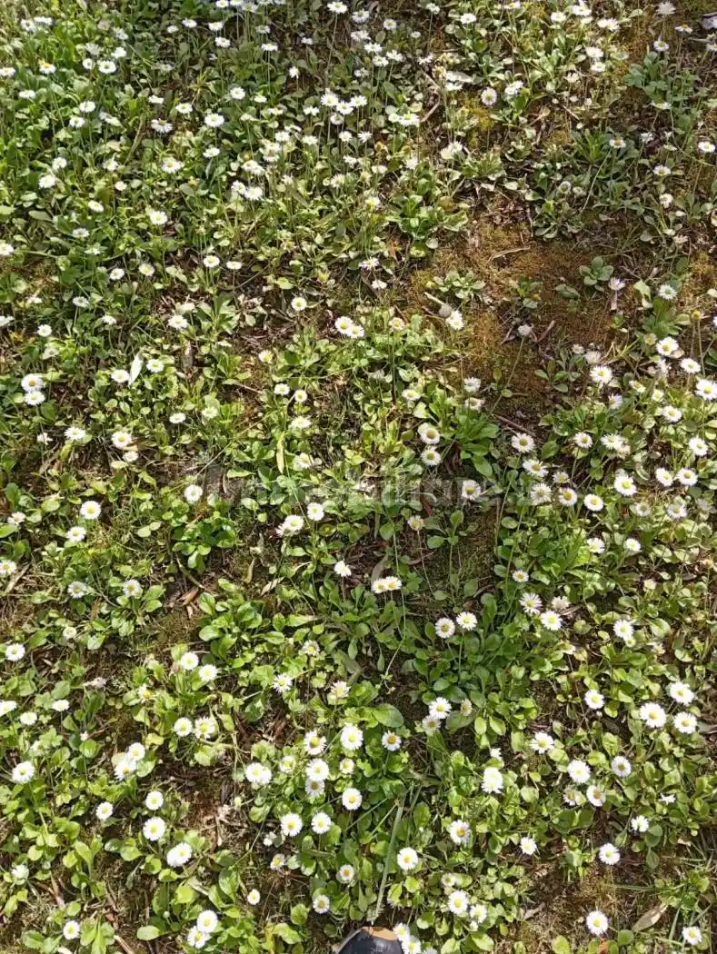 Appartamento in vendita a Collesalvetti