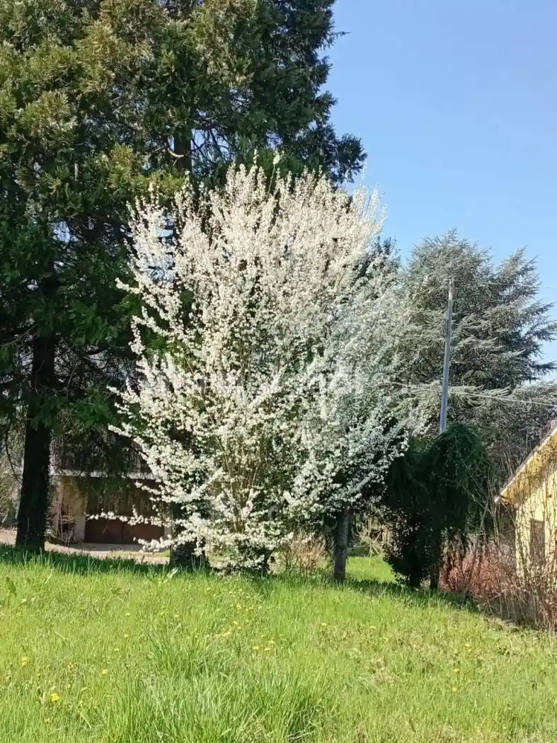 Casa indipendente in vendita a Prasco