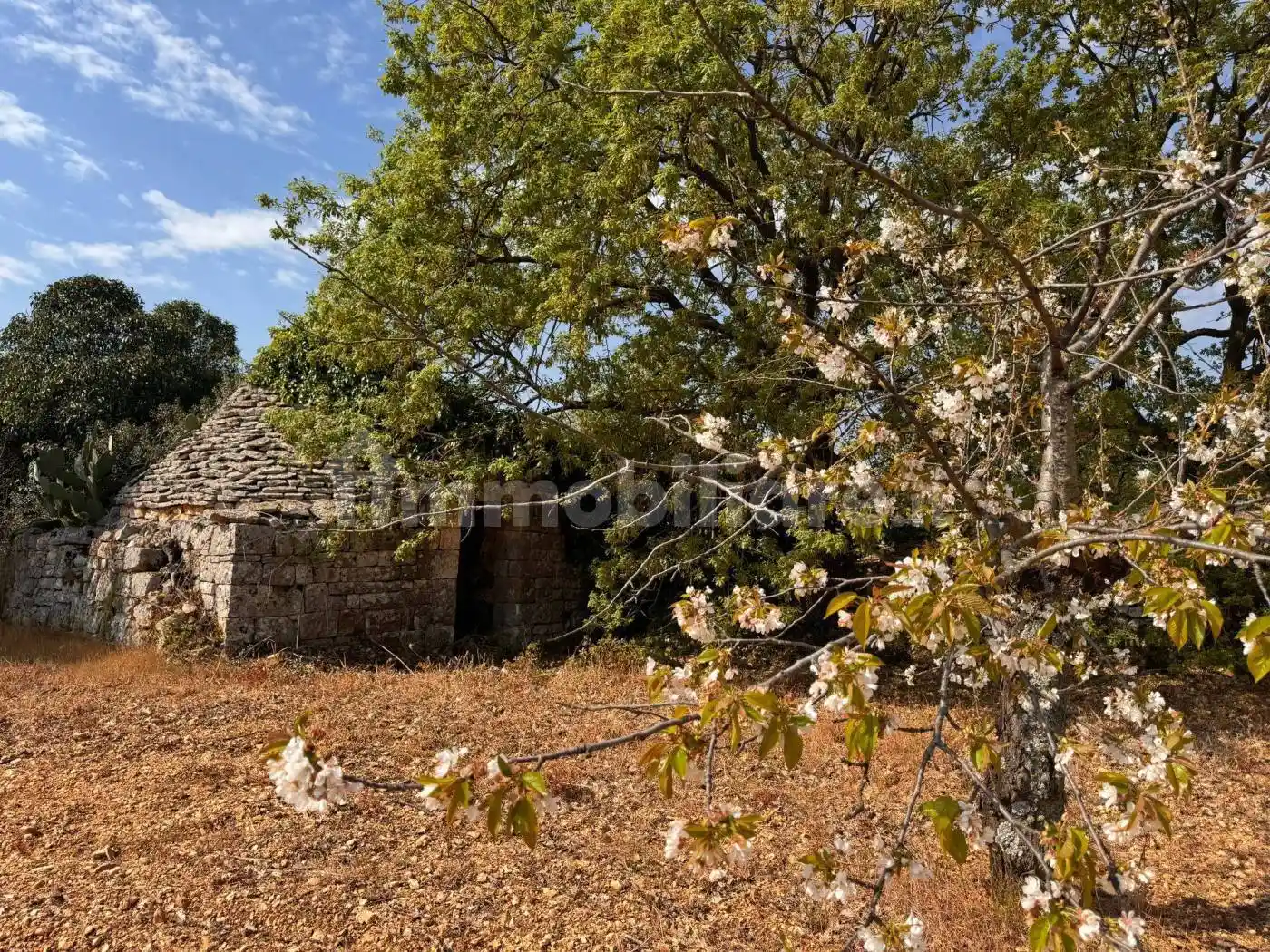 Rustico - Casale in vendita a Castellana Grotte