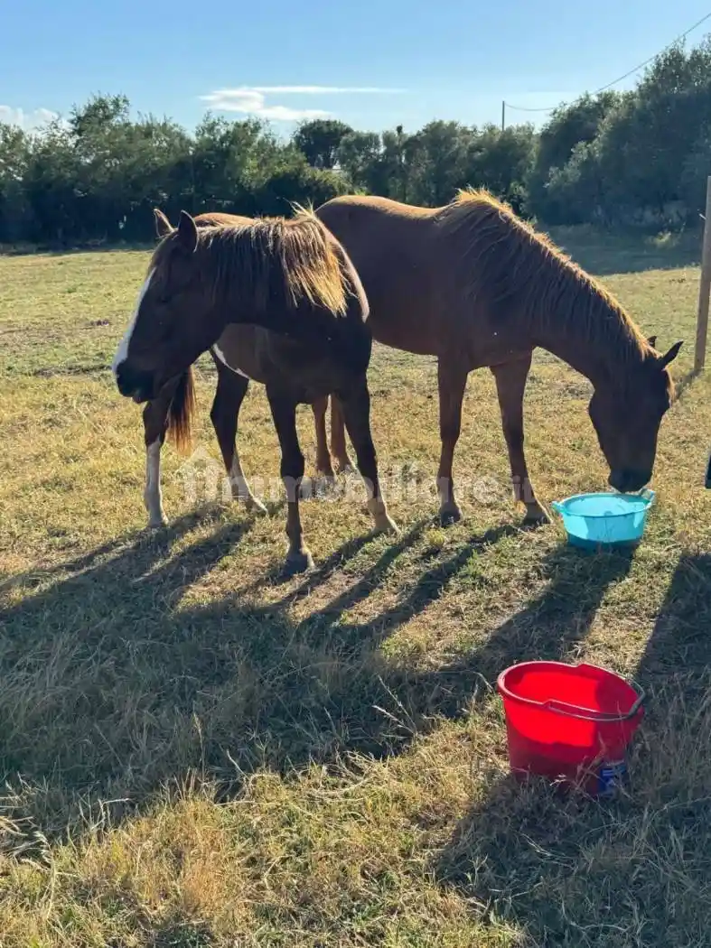 Villa in vendita a Arzachena