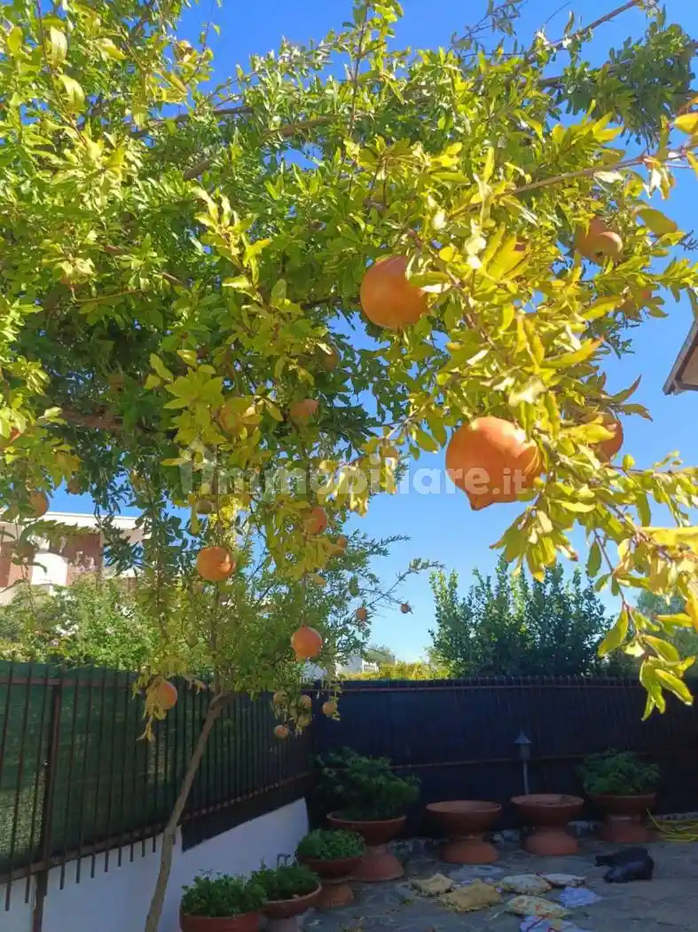 Appartamento in affitto a Cerveteri