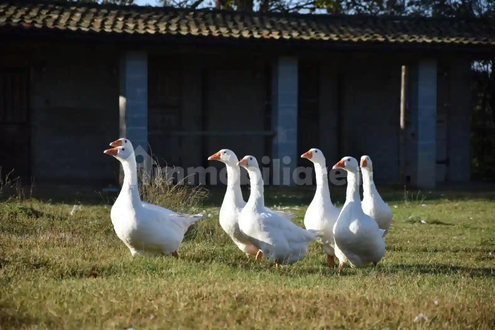 Rustico - Casale - foto 2