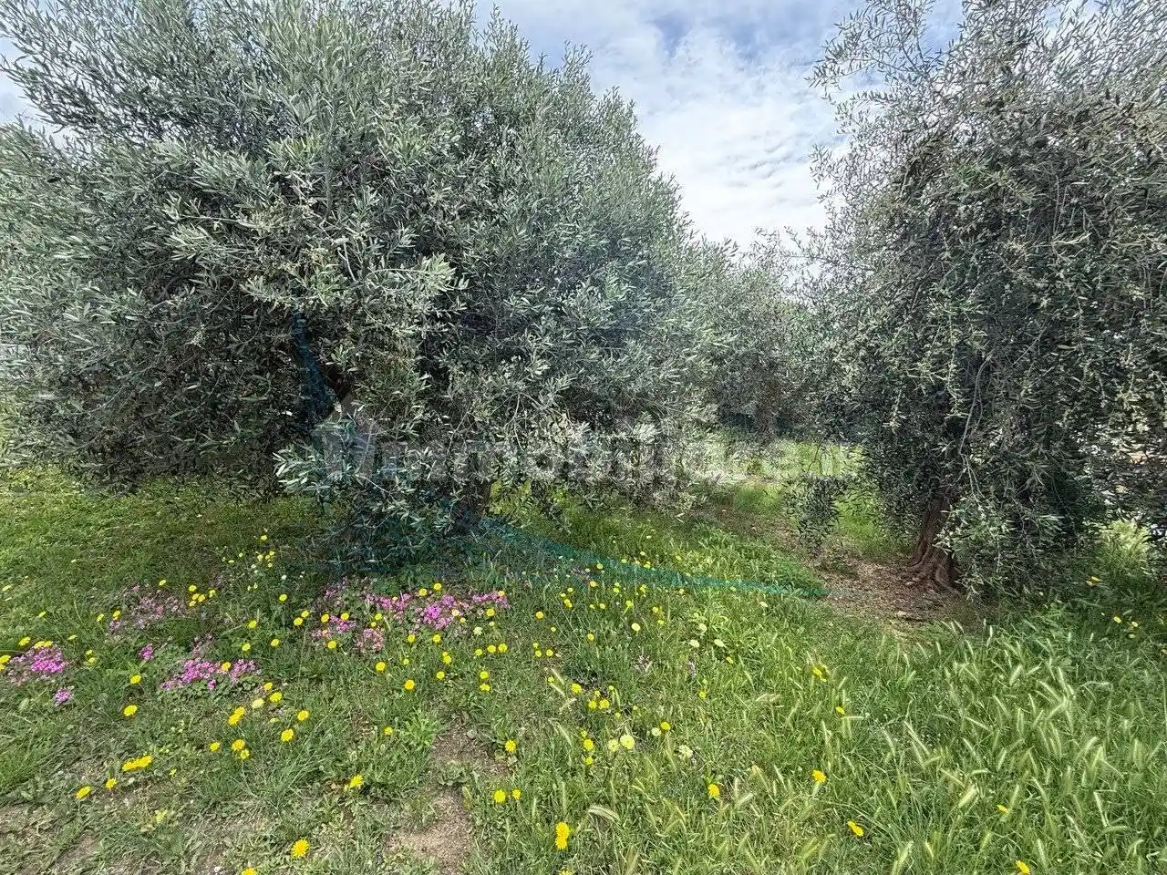 Appartamento in vendita a Rosignano Marittimo