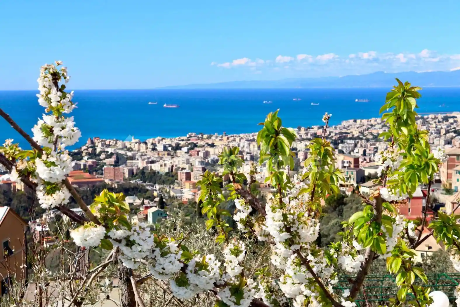 Appartamento in affitto a Genova