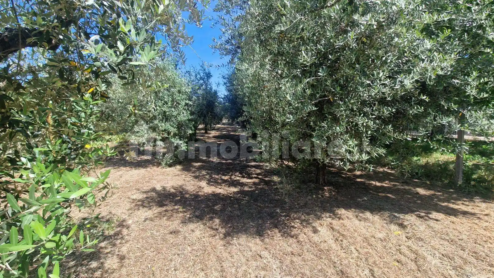 Rustico - Casale in vendita a San Cesareo