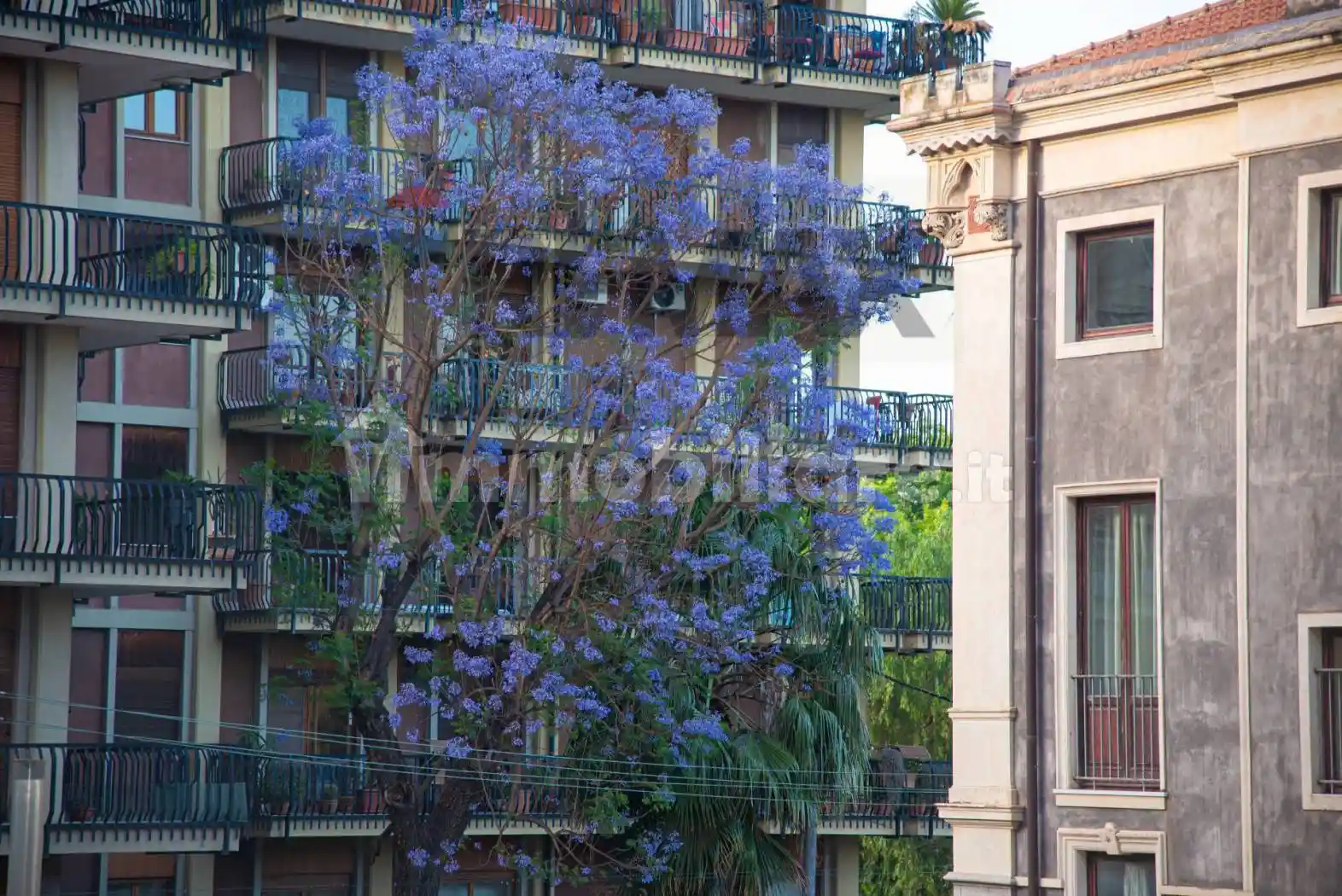 Appartamento in affitto a Catania
