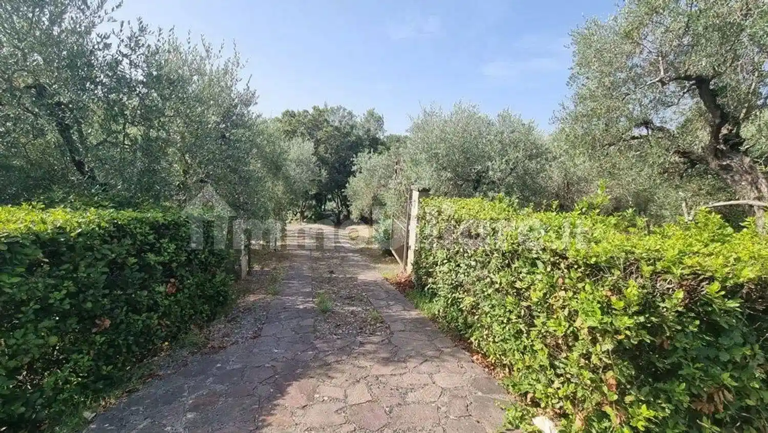 Rustico - Casale in vendita a Montescudaio