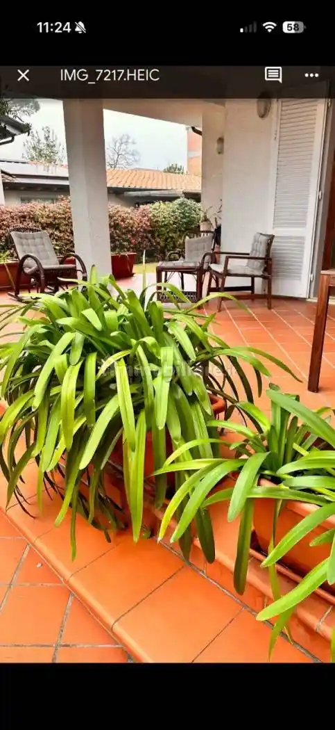 Villa in affitto a Forte dei Marmi