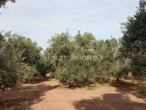Rustico - Casale in vendita a Giovinazzo