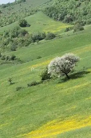 Rustico - Casale in vendita a Casina