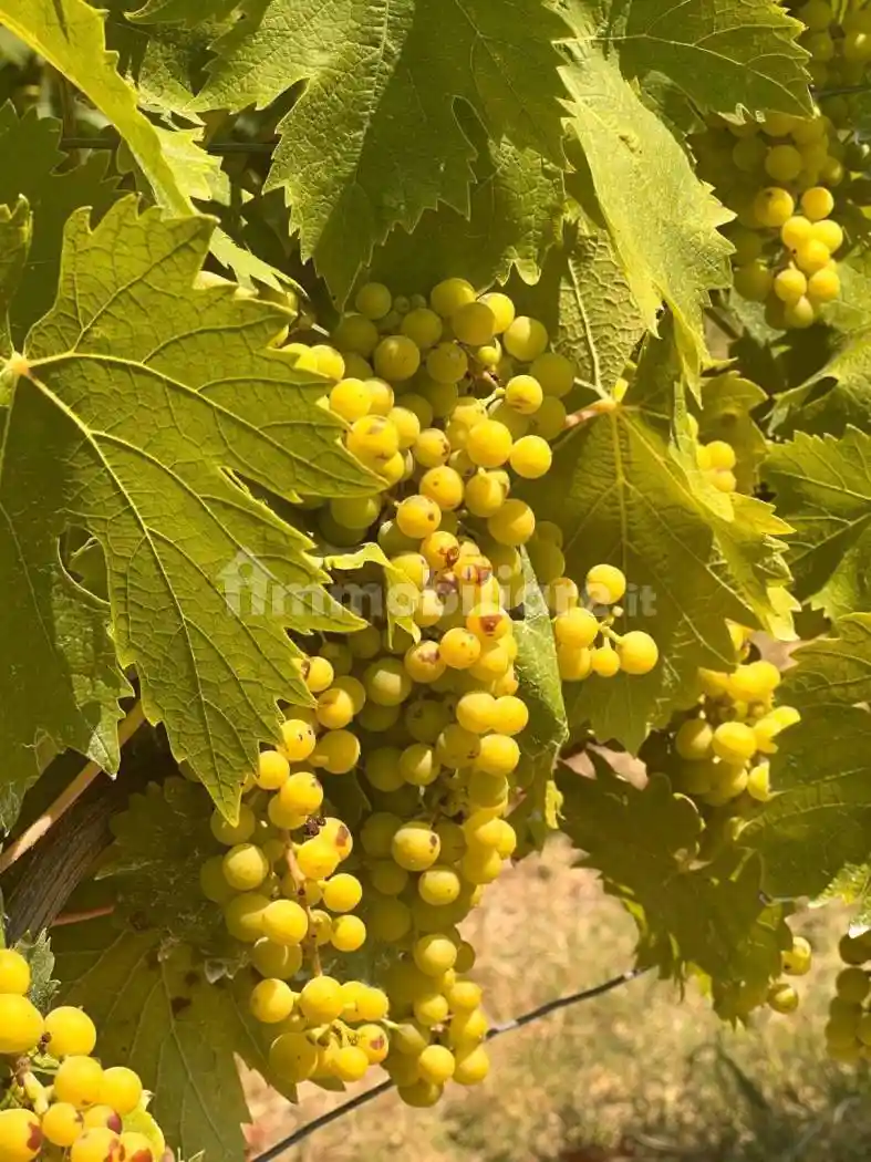 Rustico - Casale in vendita a Canelli