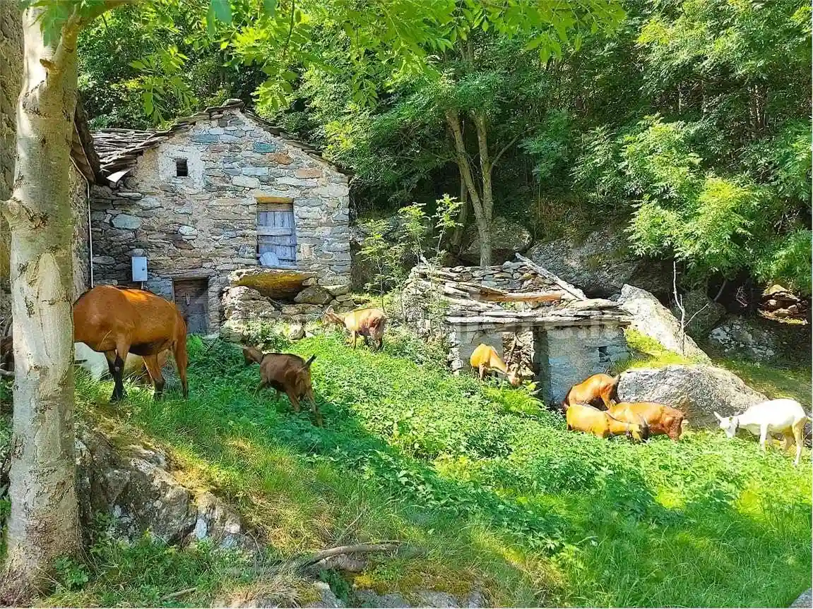 Rustico - Casale - foto 5