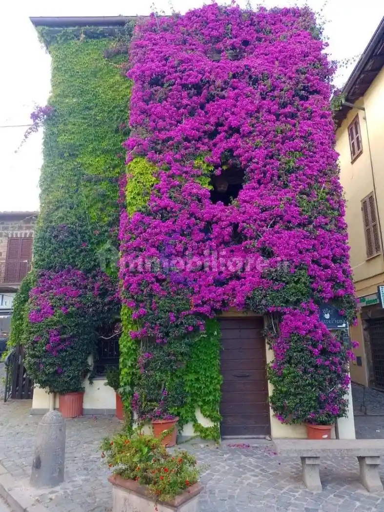 Casa indipendente in vendita a Trevignano Romano