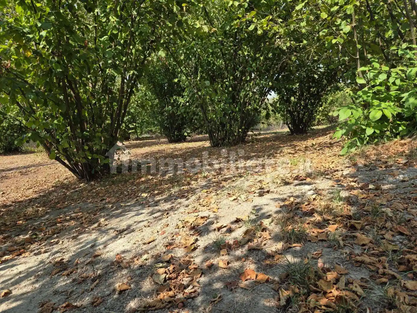 Rustico - Casale in vendita a Benevello