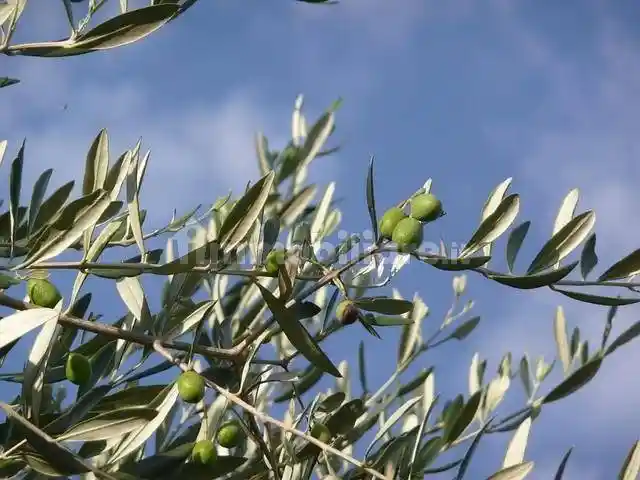 Rustico - Casale in vendita a Vinci