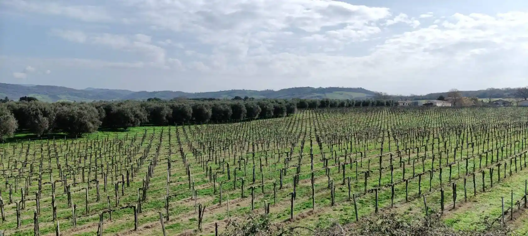 Rustico - Casale in vendita a Manciano
