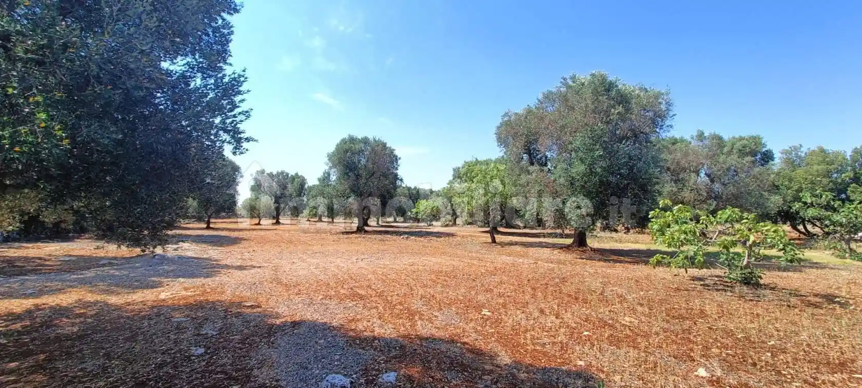 Rustico - Casale in vendita a Martina Franca