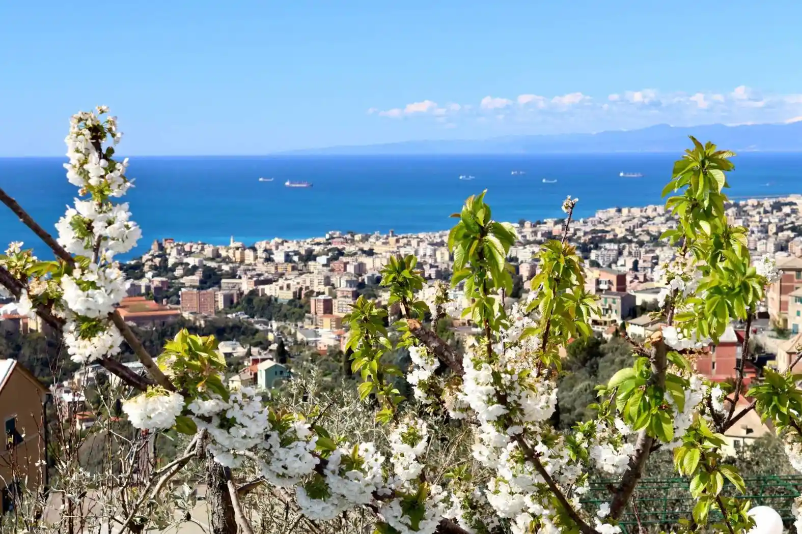 Appartamento in affitto a Genova
