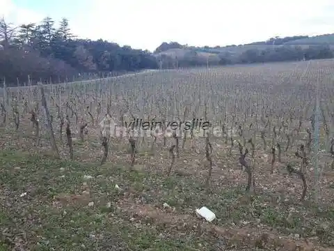 Rustico - Casale in vendita a Murlo