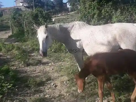 Rustico - Casale in vendita a Barberino di Mugello