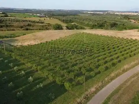 Rustico - Casale in vendita a Canino
