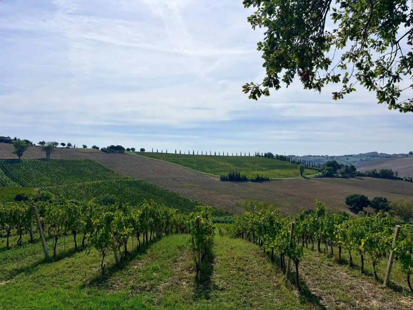 Rustico - Casale in vendita a Morro d'Alba