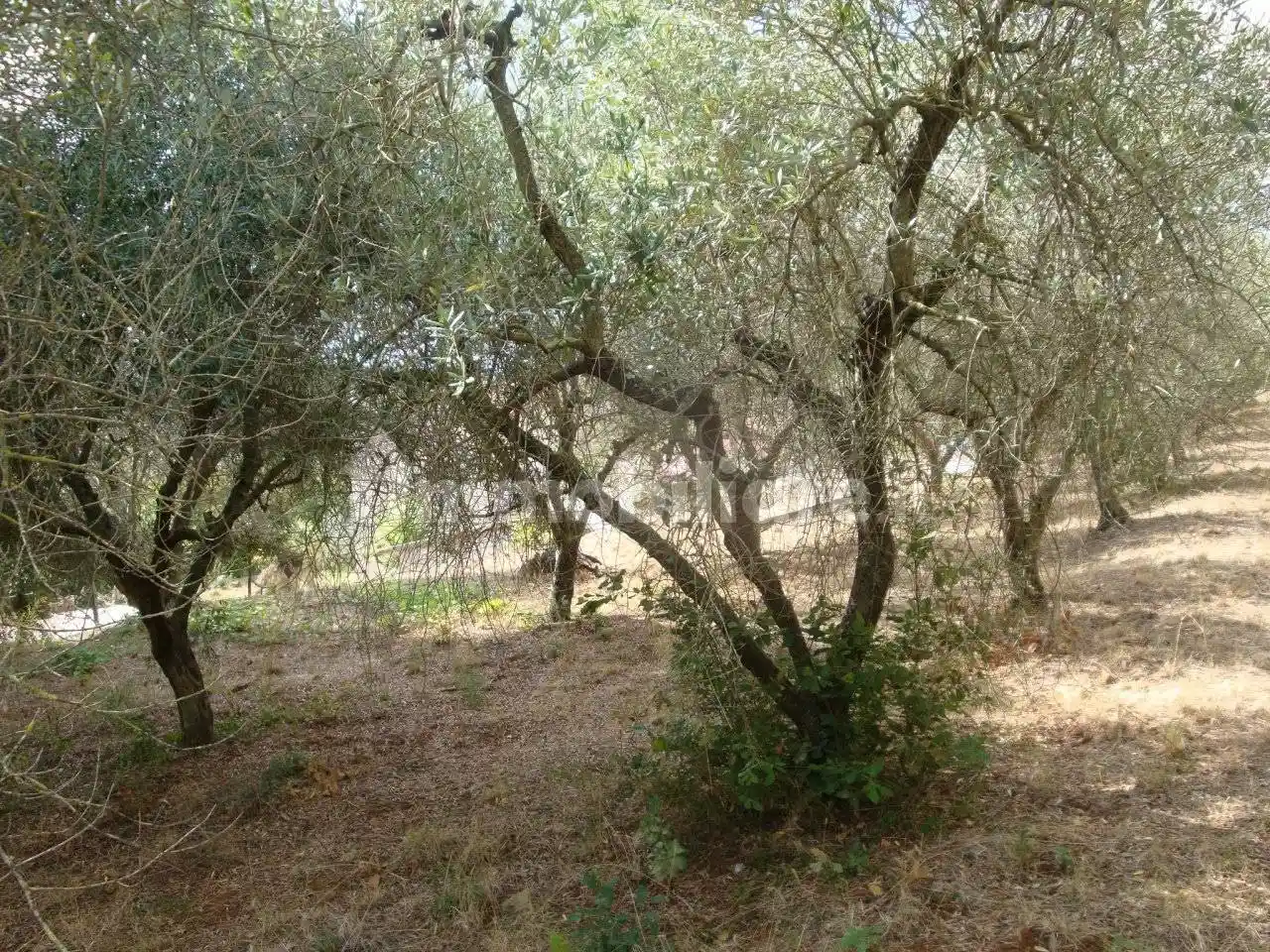 Rustico - Casale in vendita a Castagneto Carducci