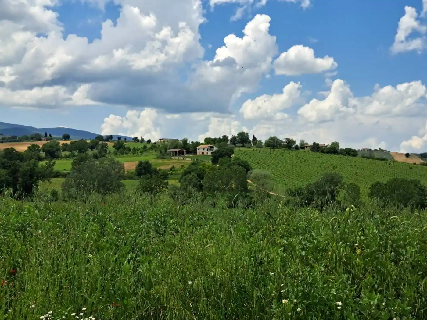 Rustico - Casale in vendita a Montefalco
