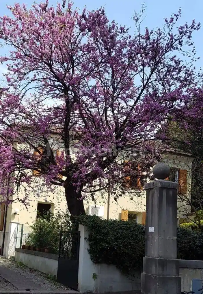 Appartamento in affitto a Udine