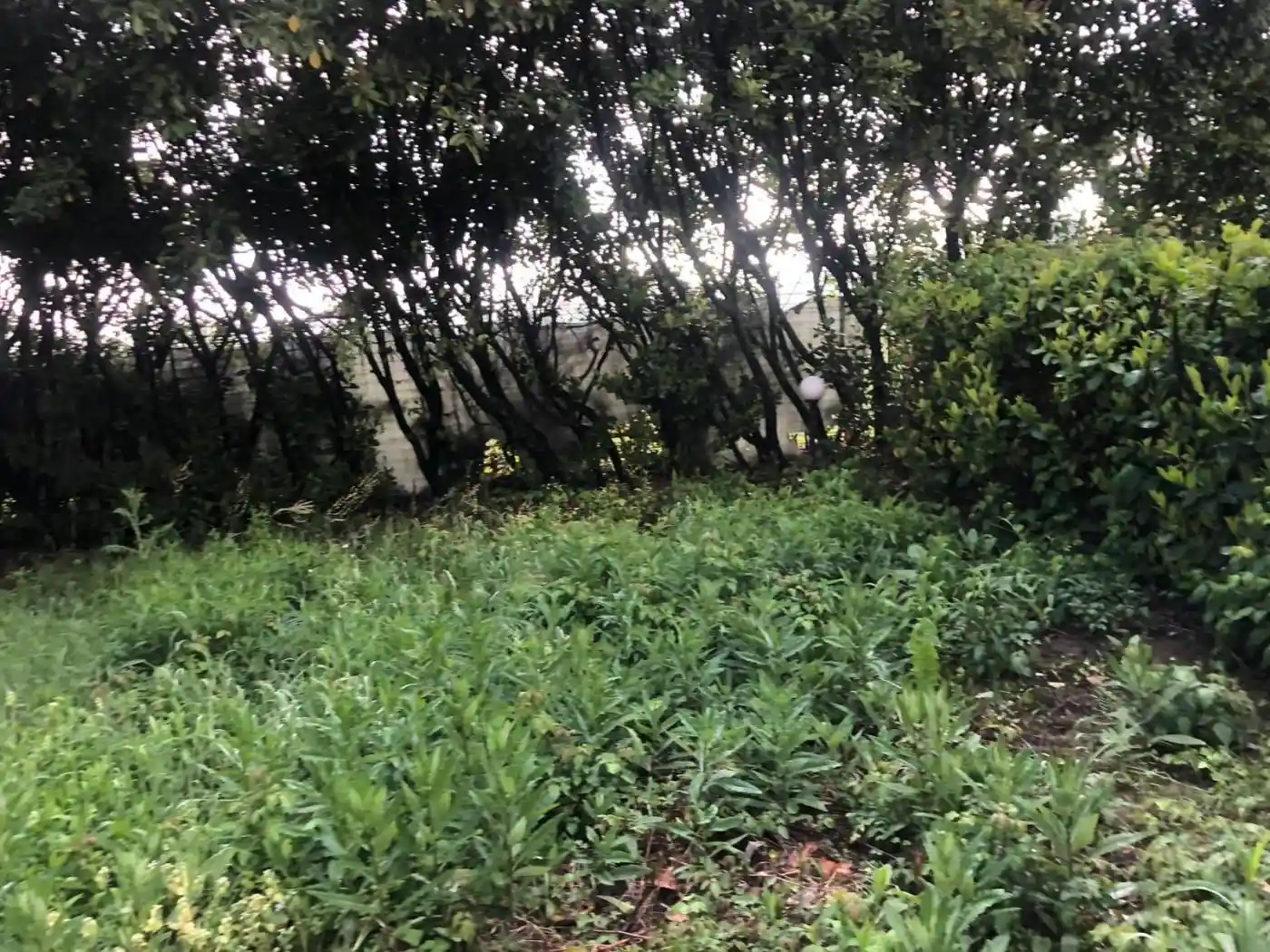 Casa indipendente in vendita a Ogliastro Cilento