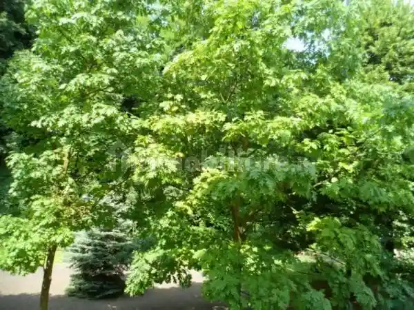 Bilocale viale Vincenzo Gentiloni, Gogna, Vicenza - foto 2