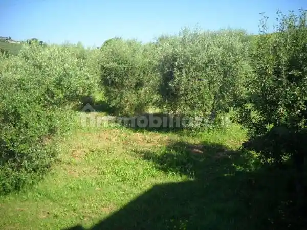Casale Strada Provinciale 13, Sant'Omero - foto 3