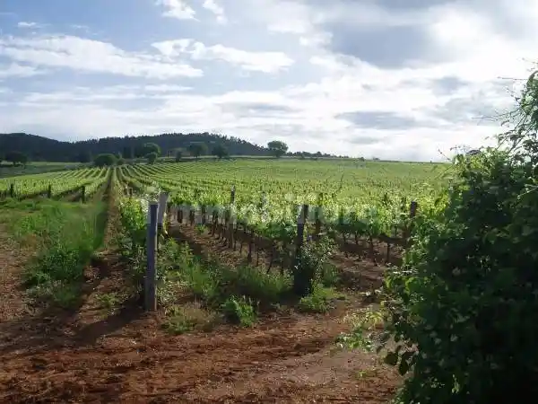 Rustico - Casale in vendita a Castellina in Chianti