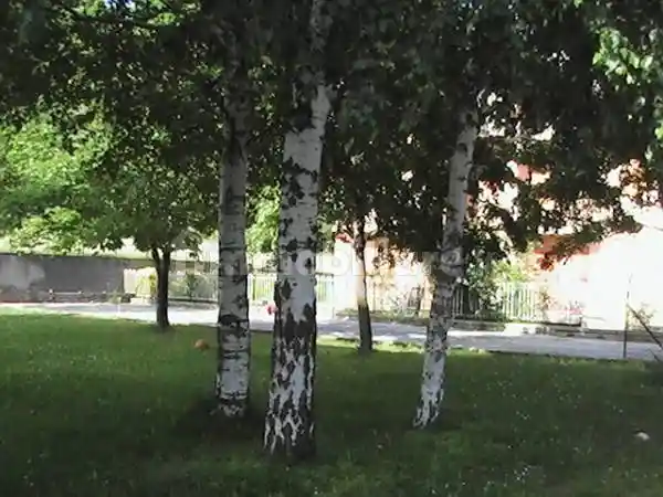 Appartamento in vendita a Bardineto