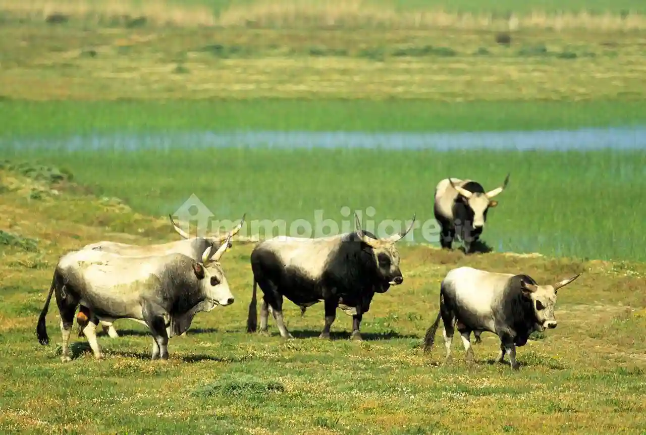 Palazzo - Edificio - foto 5