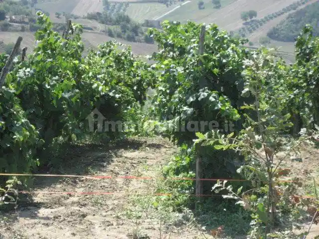 Rustico Contrada Piscone 31, Villanova del Battista - foto 4