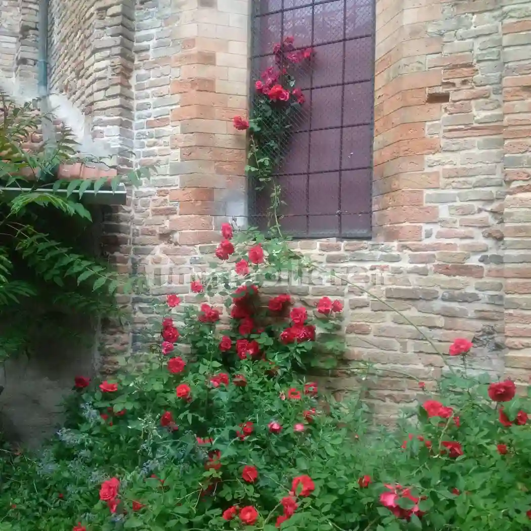 Palazzo - Edificio - foto 5