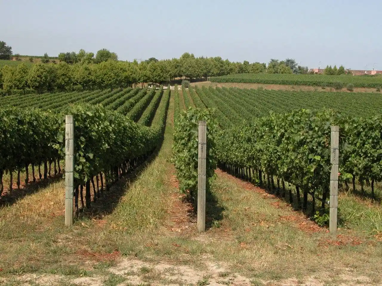 Rustico - Casale in vendita a Brugine