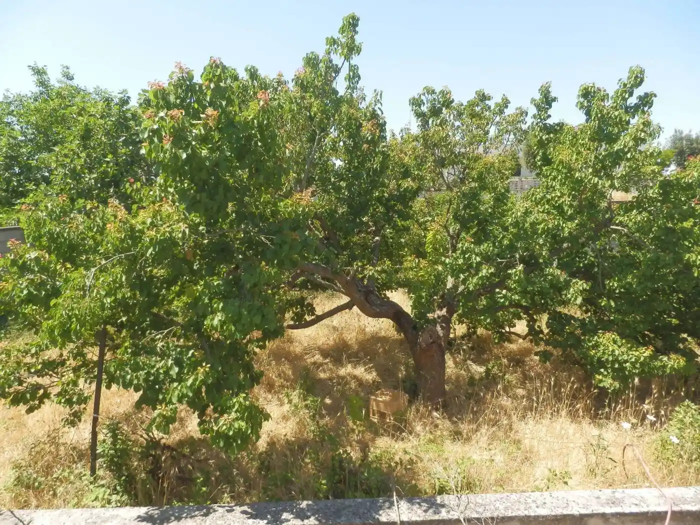 Casa indipendente in vendita a San Cesario di Lecce