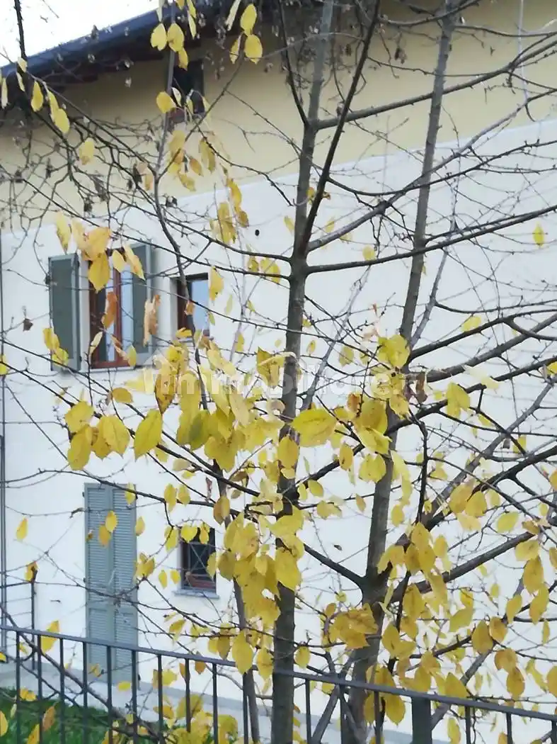 Appartamento in vendita a Gornate-Olona